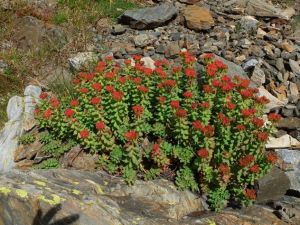 Orpin rose ou rhodiola rosea