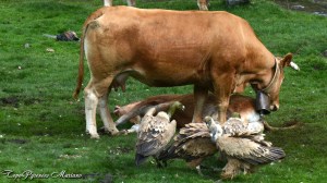 Acte 7 : La mère protège son petit en le couvrant...