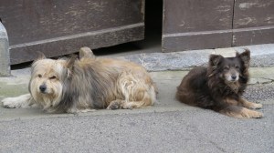 Labrits en manque d'estives