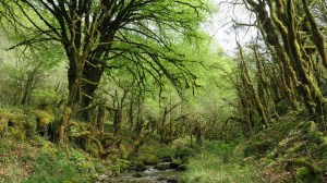 La forêt le long de l'Espougnère