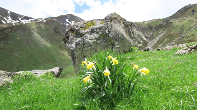 Fières jonquilles !