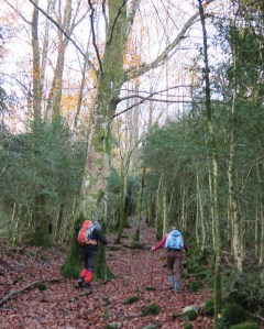 8 h - Première étape : 700 m de dénivelé de forêt