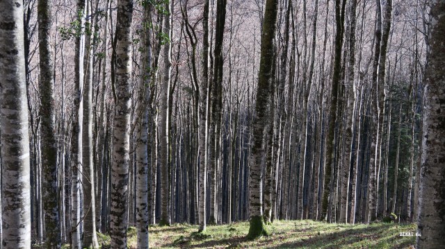 Forêt domaniale de Tres Crouts