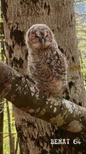 foret d'Anitch : rencontre rare !